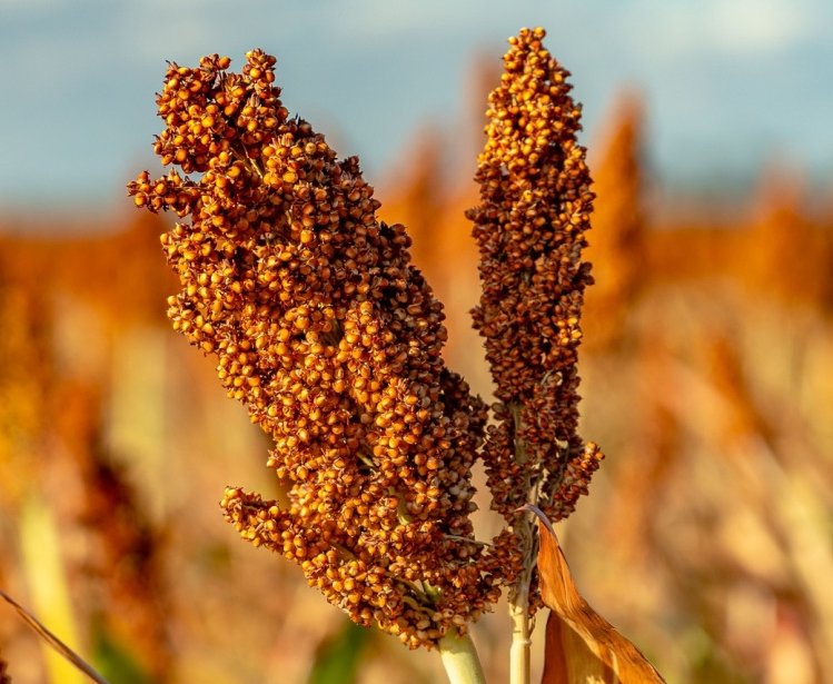 Closeup of a sorghum plant growing in a field