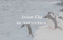 Title alternative for Avian Flu video