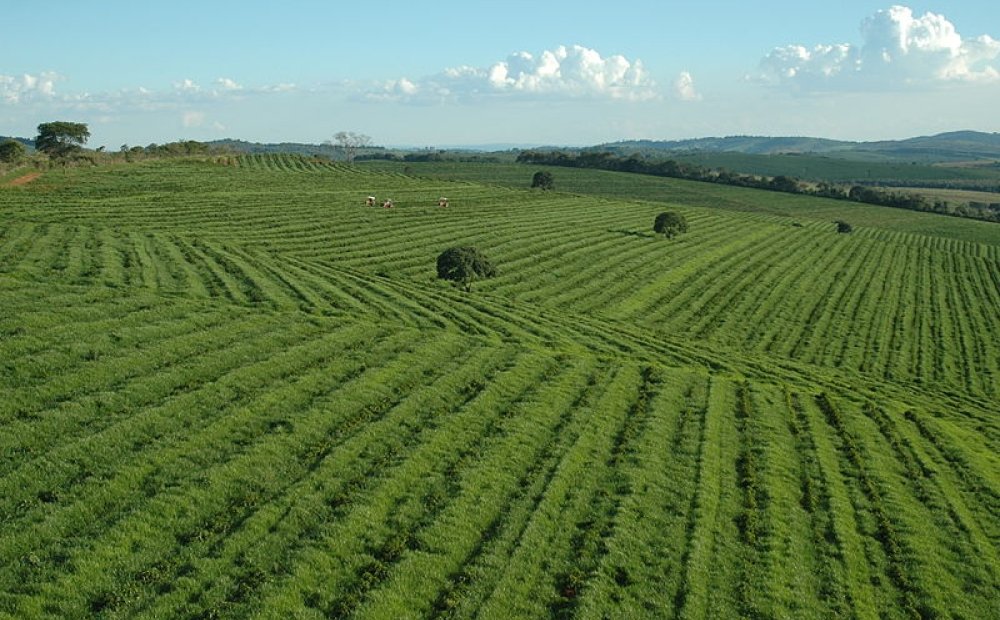 Strengthening Sustainable Food Production in Brazil and the Southern Cone