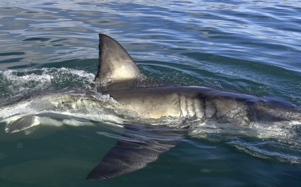 Shark back and dorsal fin above water. Fin of great white shark, Carcharodon carcharias, South Africa, Atlantic Ocean