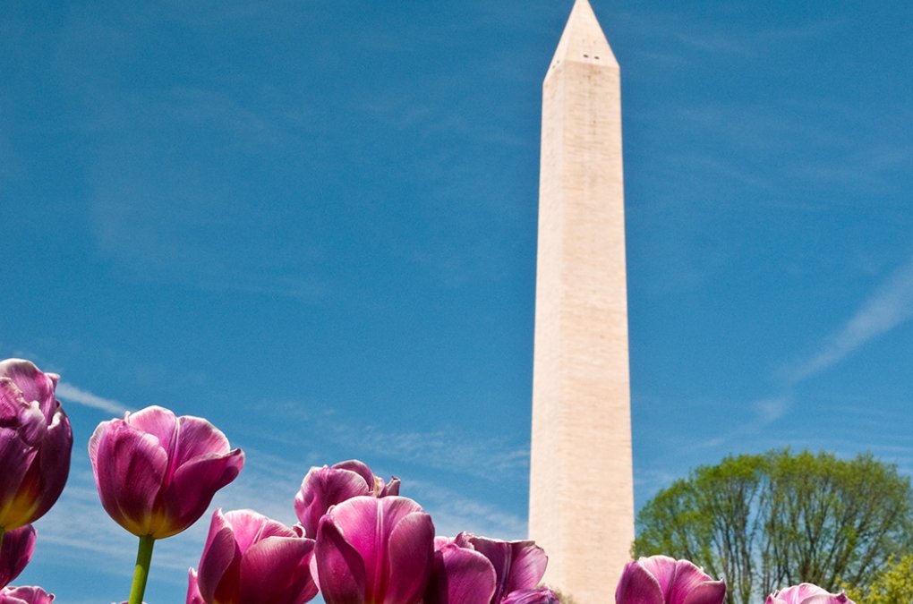 The Washington Monument with tulips in the foreground.