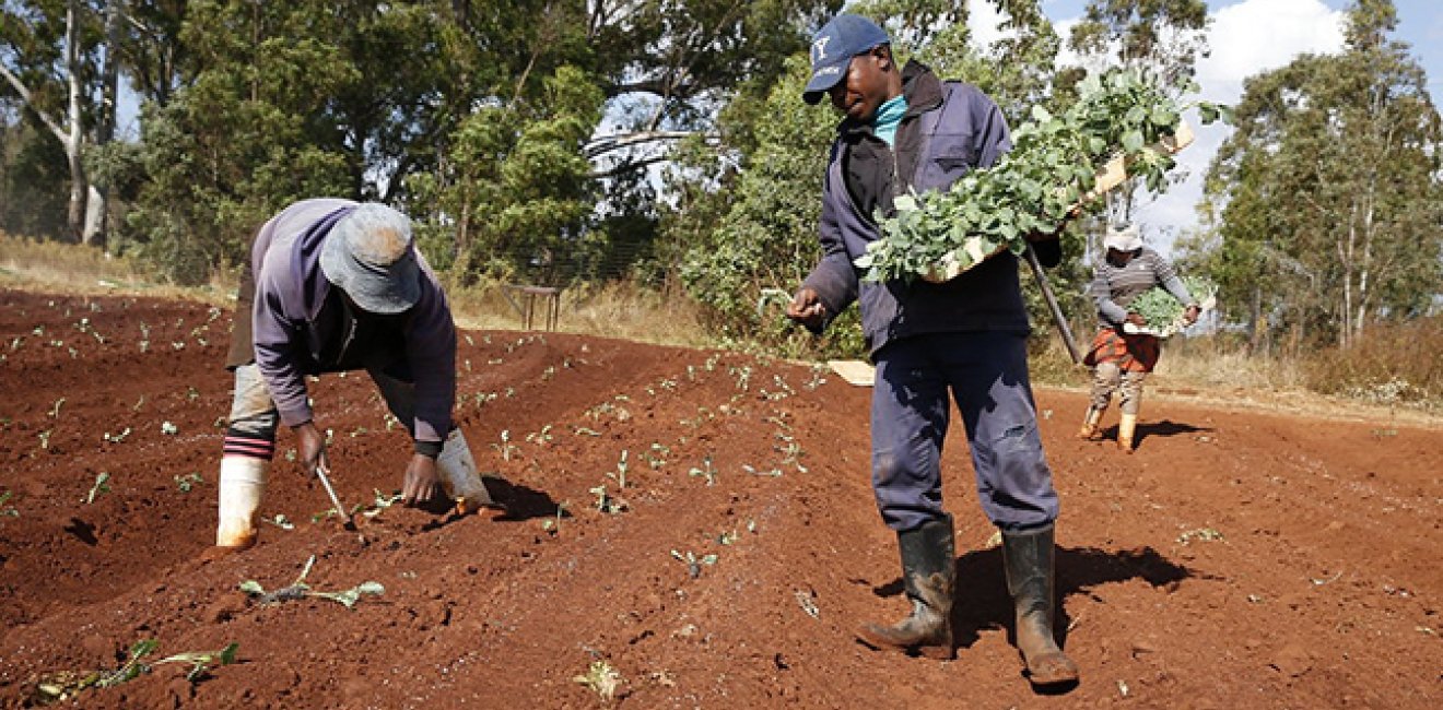 South Africa.Farming cabbages.Jemal Countess.2014