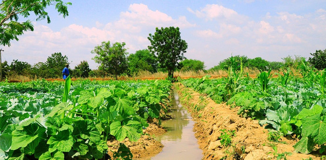 This farm in Ghana serves as one example of Africa's agricultural landscape. Photo courtesy of Peter Casier via Flickr Commons.