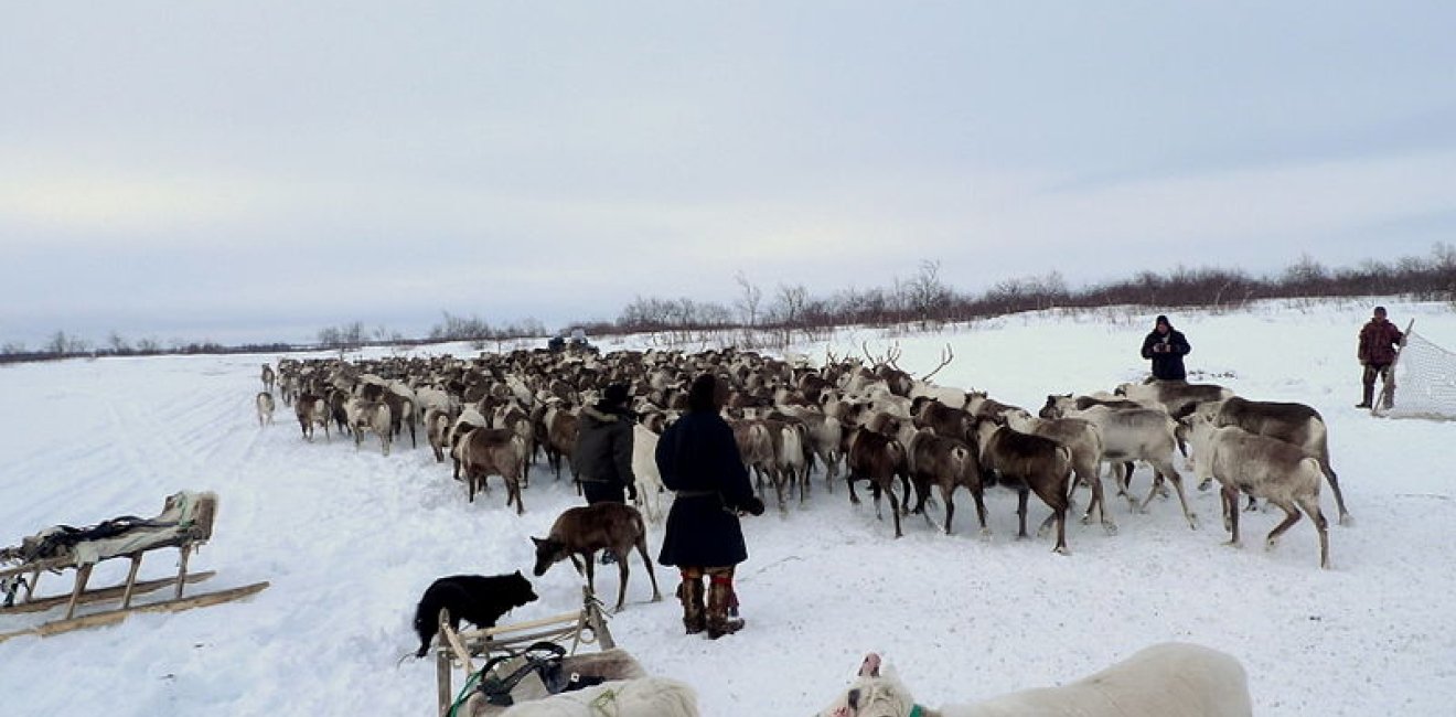 Reindeer in Naryan-Mar, Russia.