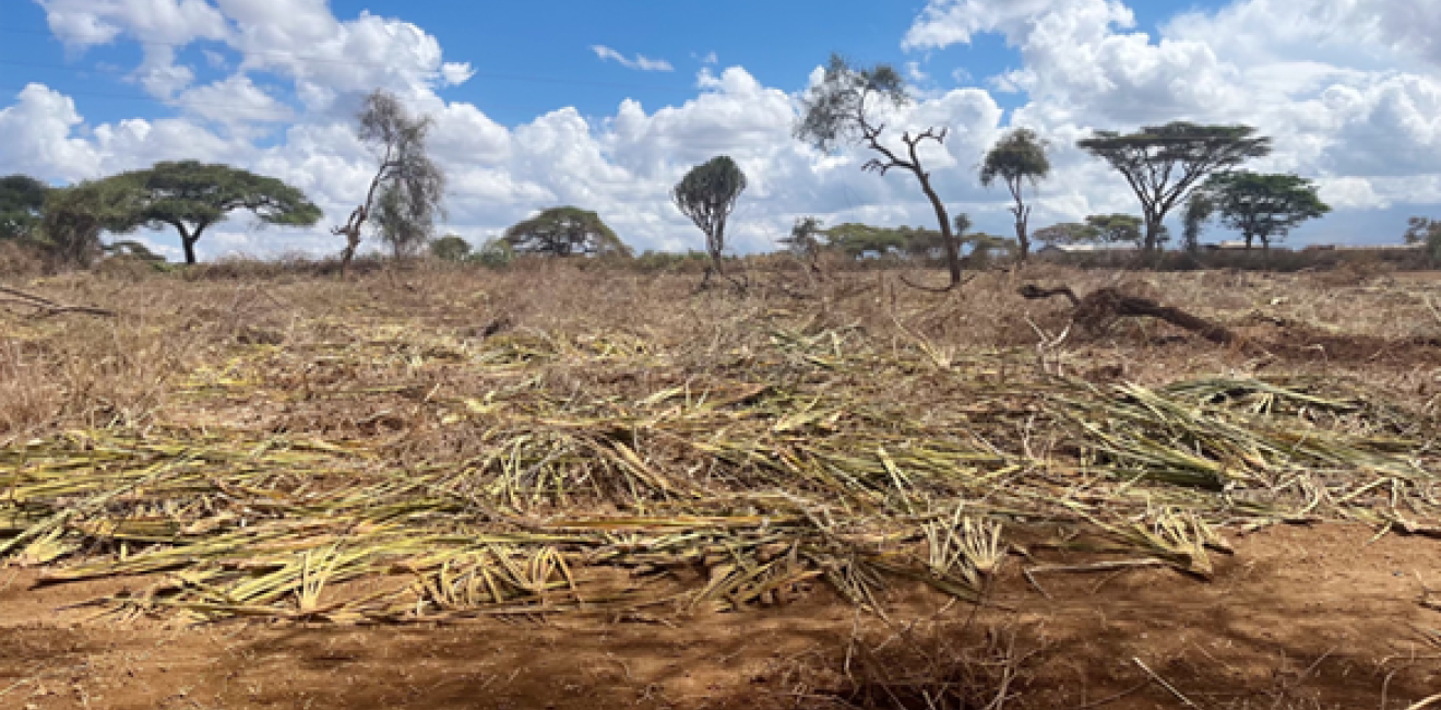 A plot of land that was in the process of being cleared for agriculture in Kenya. Photo by Amanda Clark