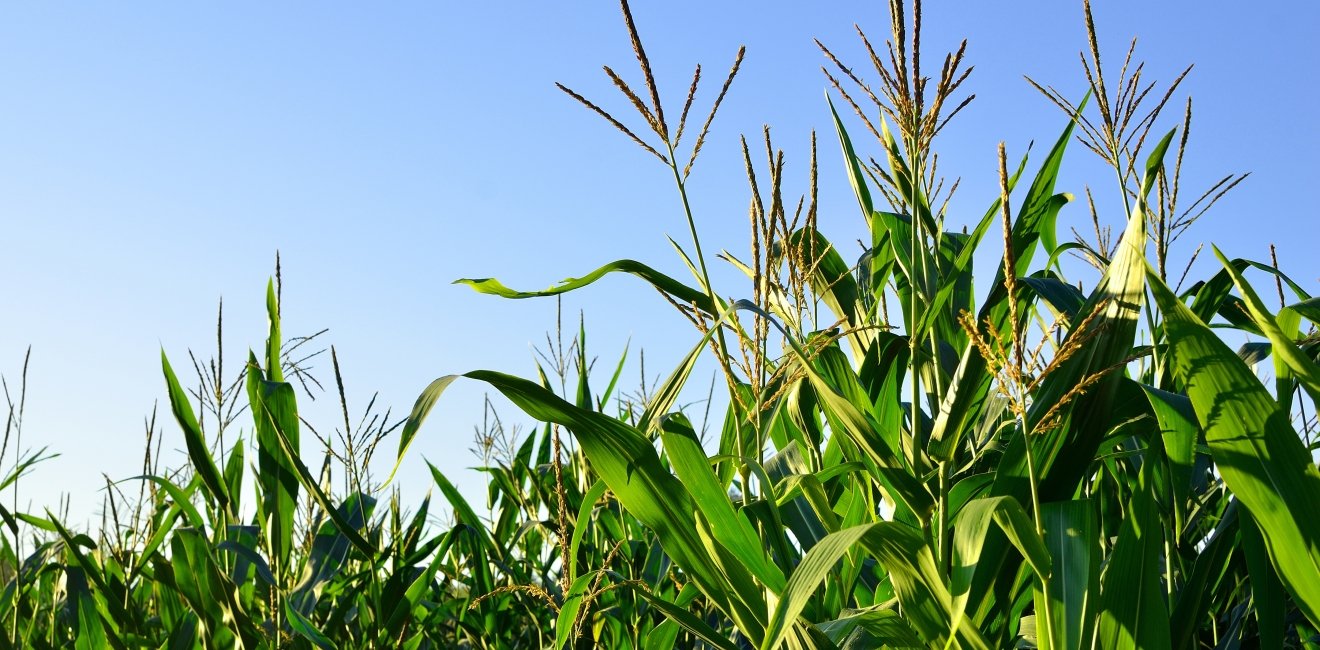 What to Expect from Brazilian Agriculture in 2019–2020