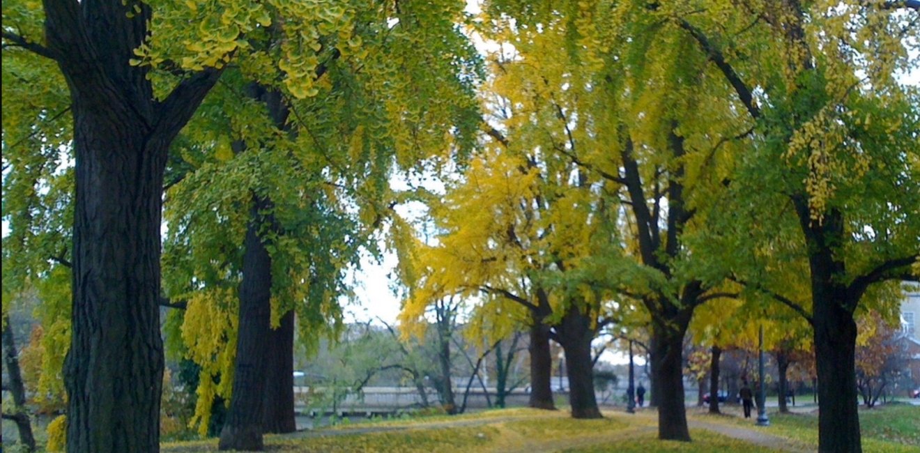 Washington's Rose Park and the Lessons of Welcoming Public Space