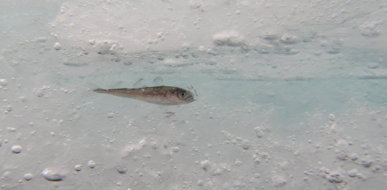 An Arctic Cod rests in an ice-covered space. Source: Shawn Harper, Hidden Ocean 2005 Expedition: NOAA Office of Ocean Exploration. Flickr.com.