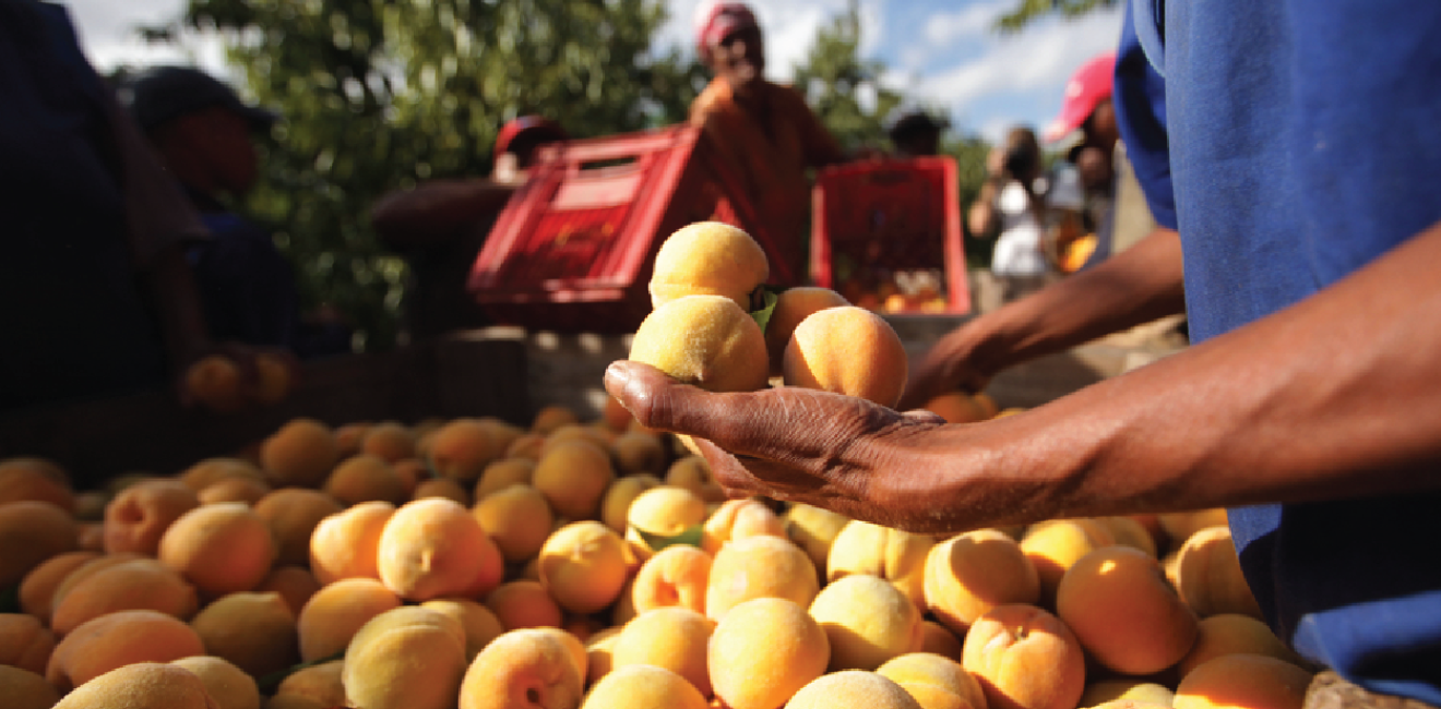 South African farmers pick peaches