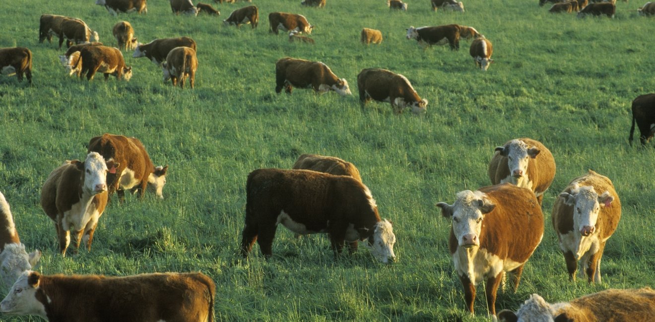 Cows grazing in a field