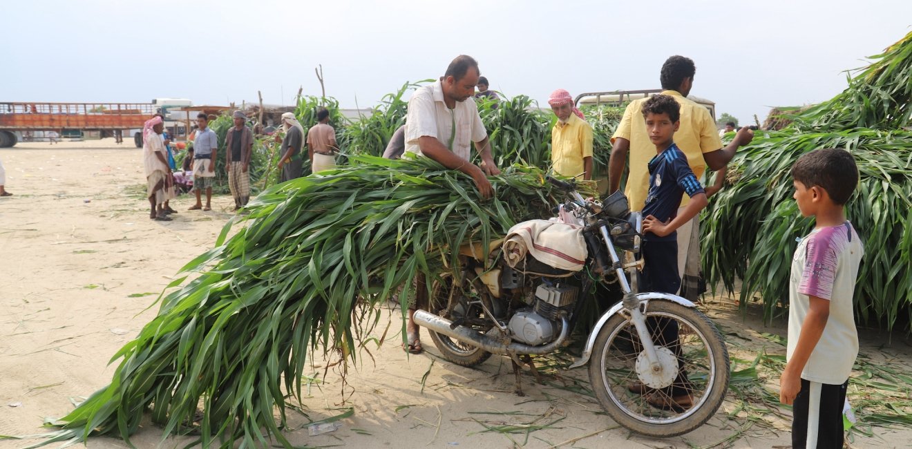 Yemen Farmers