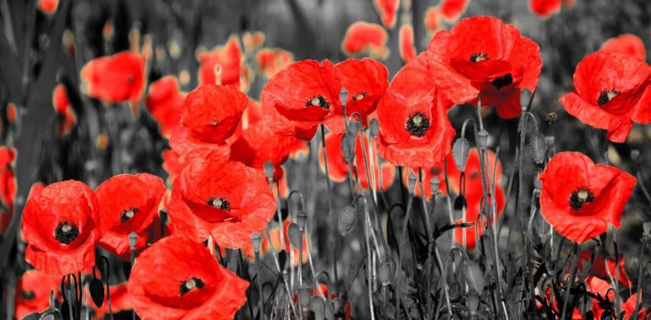 Field of poppy flowers