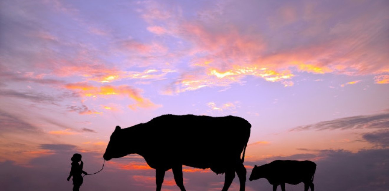 josie cow header