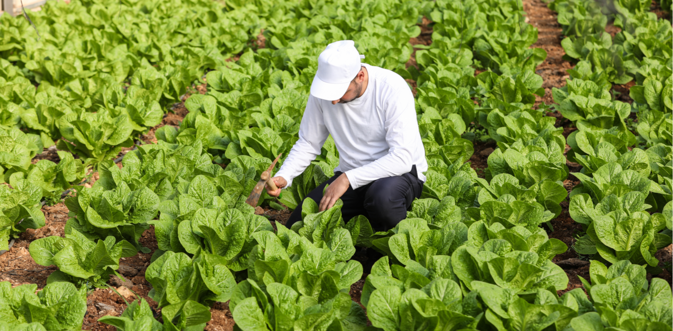 Palestine lettuce farmer