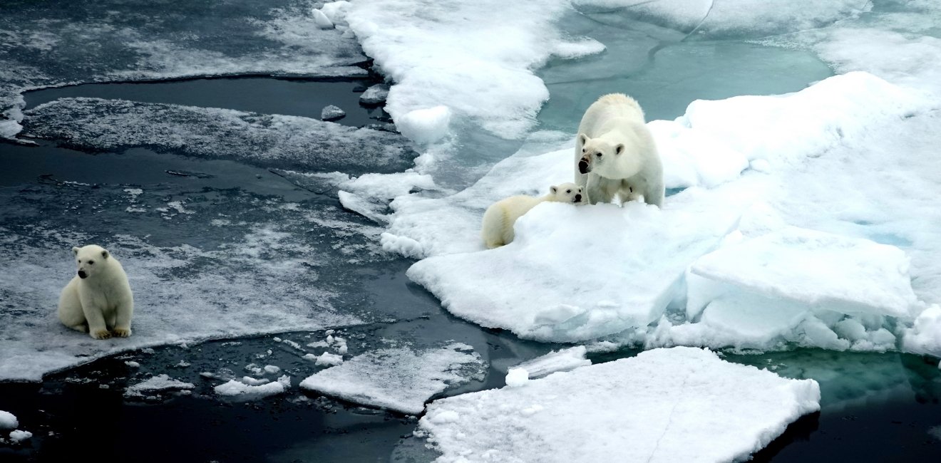 Polar bears on thin ice