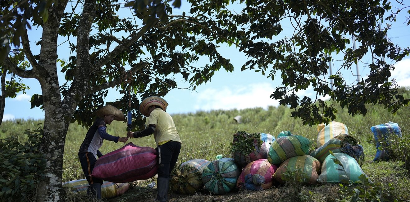 Farm laborers weigh sacks of harvested coca leaves on a field in the Micay Canyon, southwestern Colombia, Tuesday, Aug. 13, 2024. The Micay Canyon connects the Andes Mountains and the Pacific Ocean, serving as a corridor for drug and weapons trafficking. (AP Photo/Fernando Vergara)