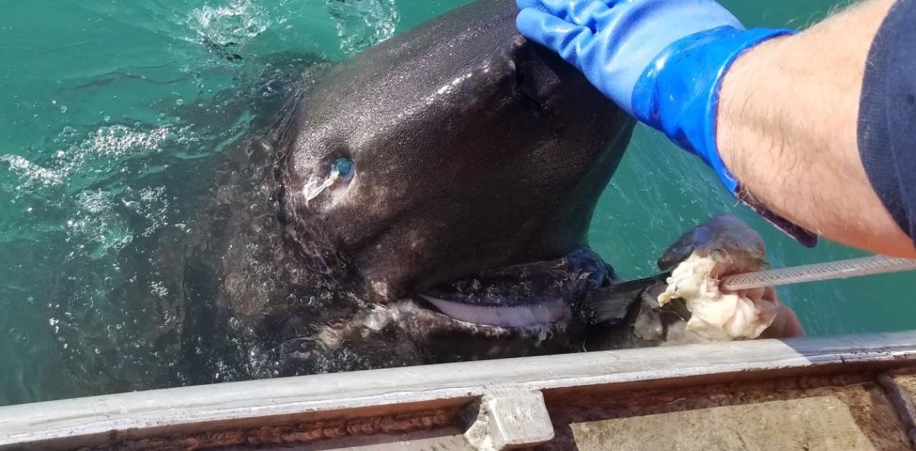 Sleeper shark