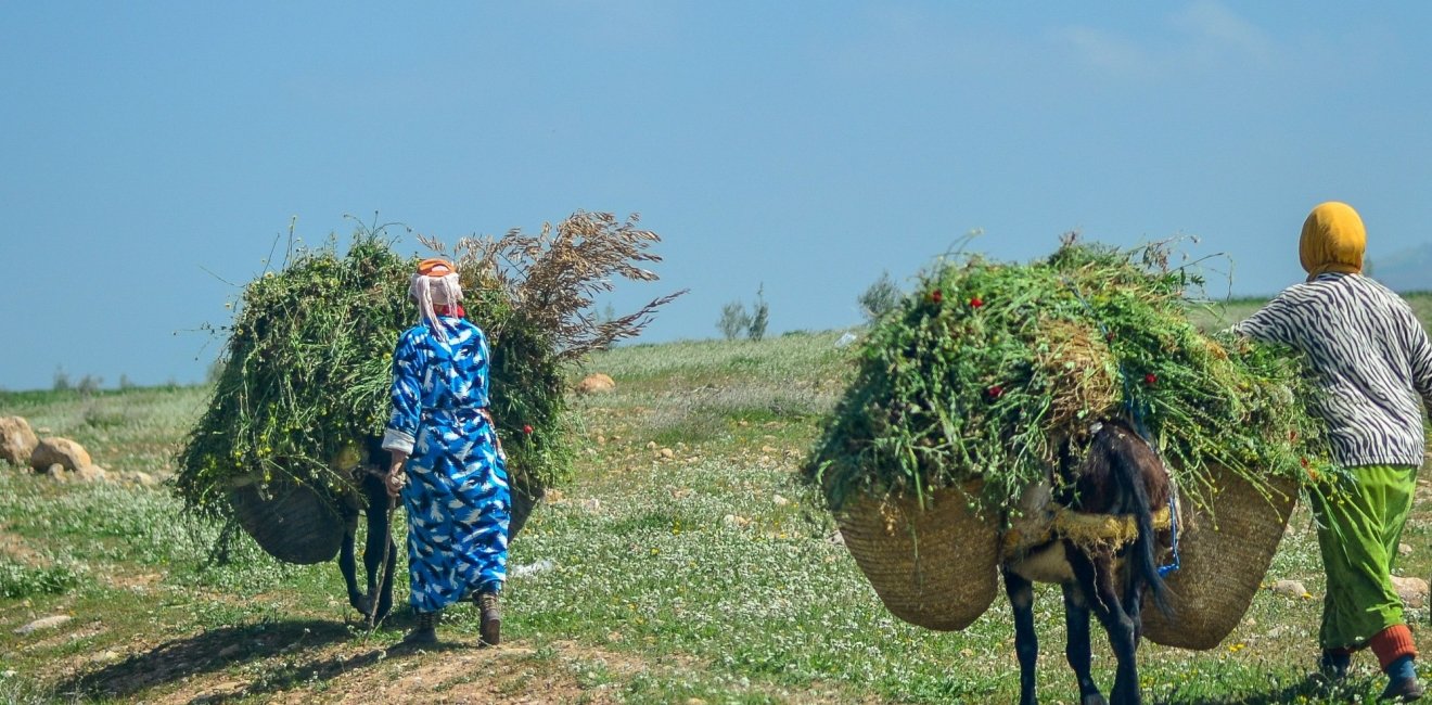 Morocco Agriculture