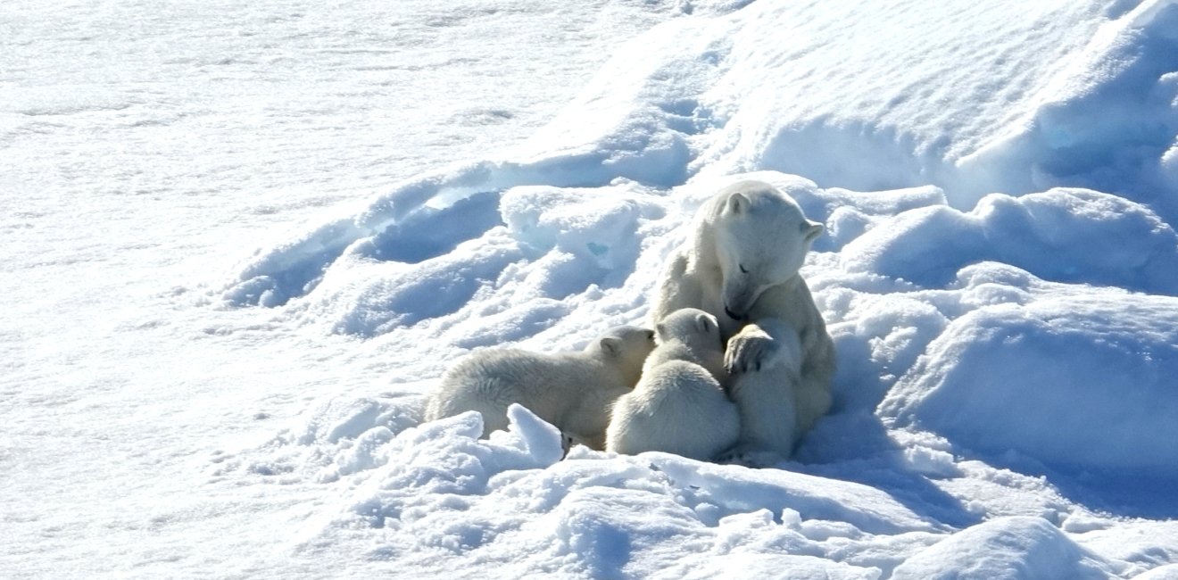 Polar bears Robin Wright 8