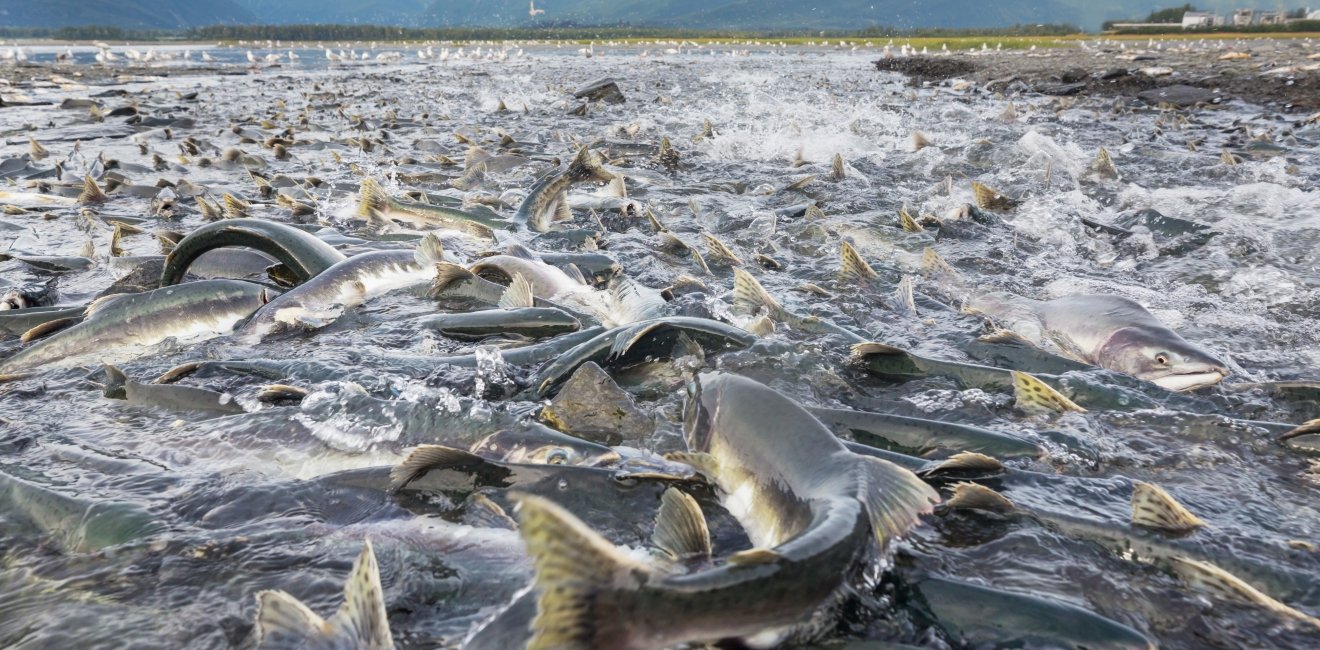 Salmon spawning