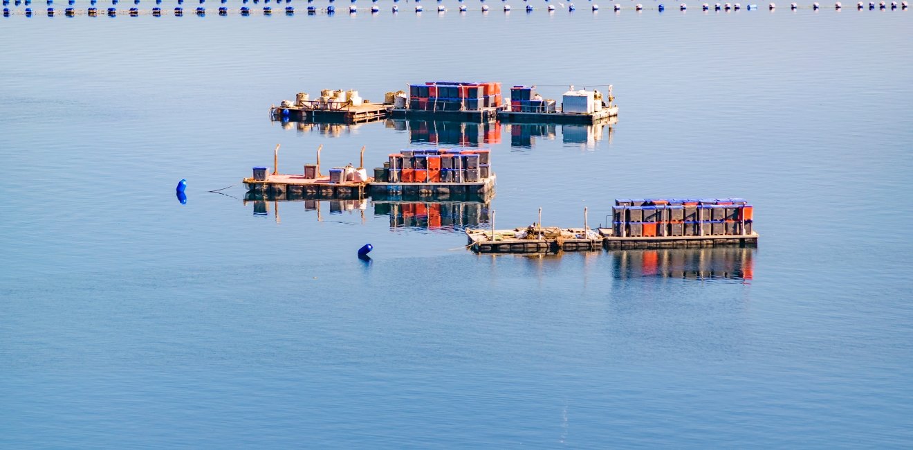 Image - Salmon fisheries Chile