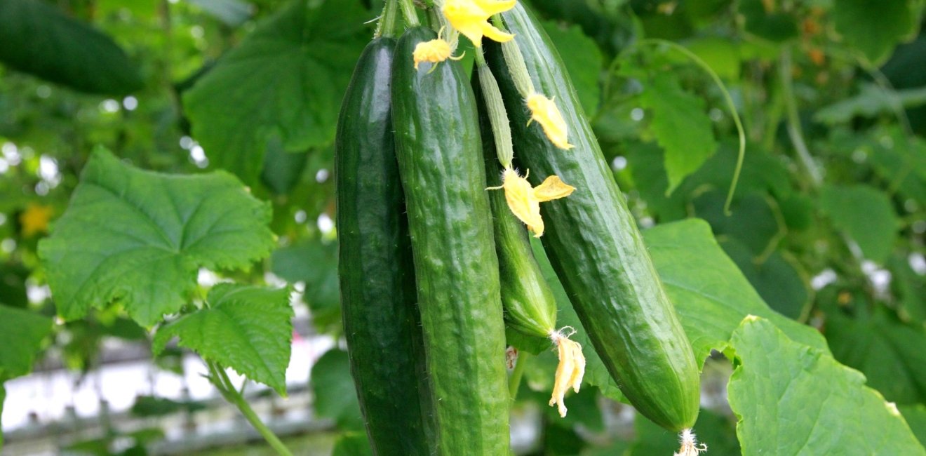 Controlled Environment Agriculture cucumber