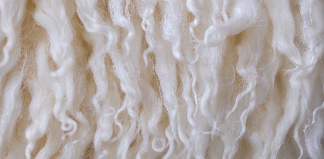 Close up of sheep's wool