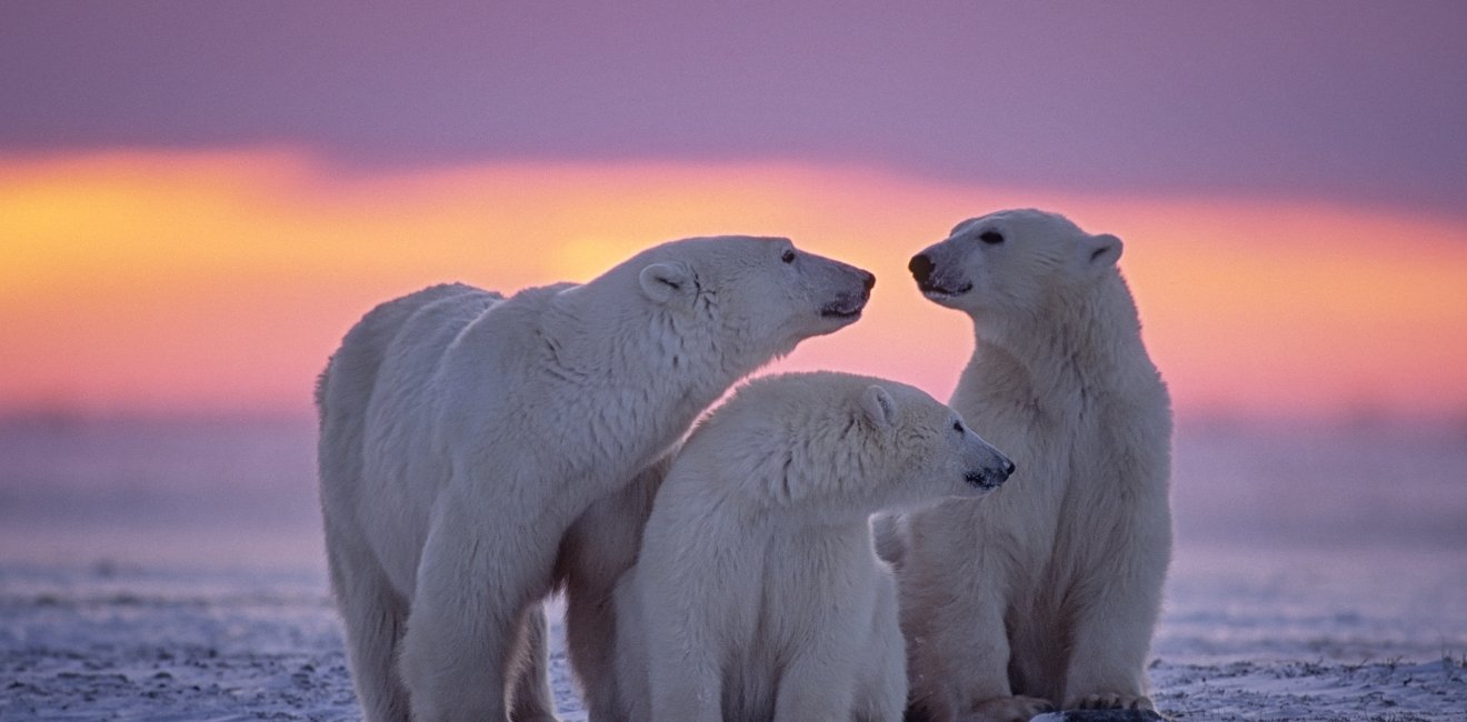 Three polar bears in the snow