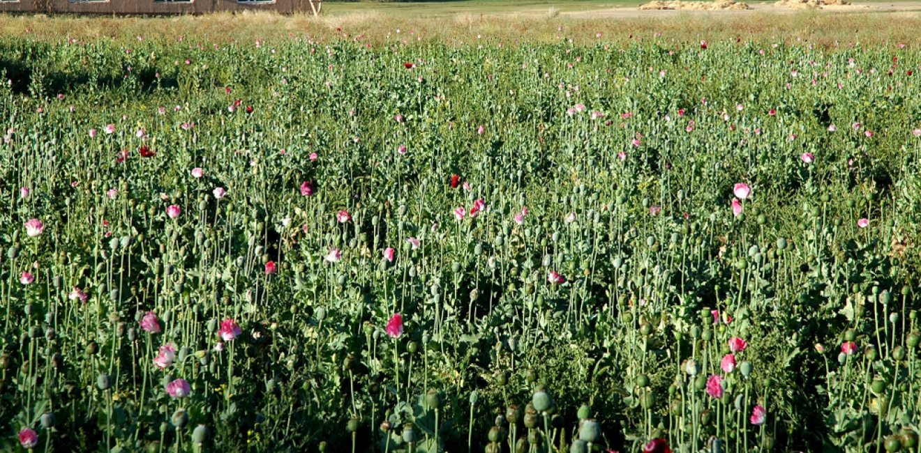 Afghan Poppy Field