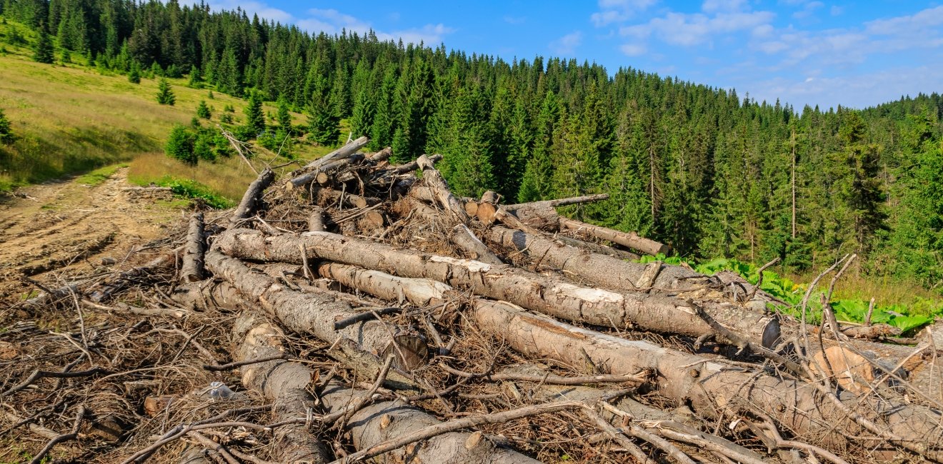 Pines cut down and abandoned along a forest road in the Carpathians, western Ukraine.