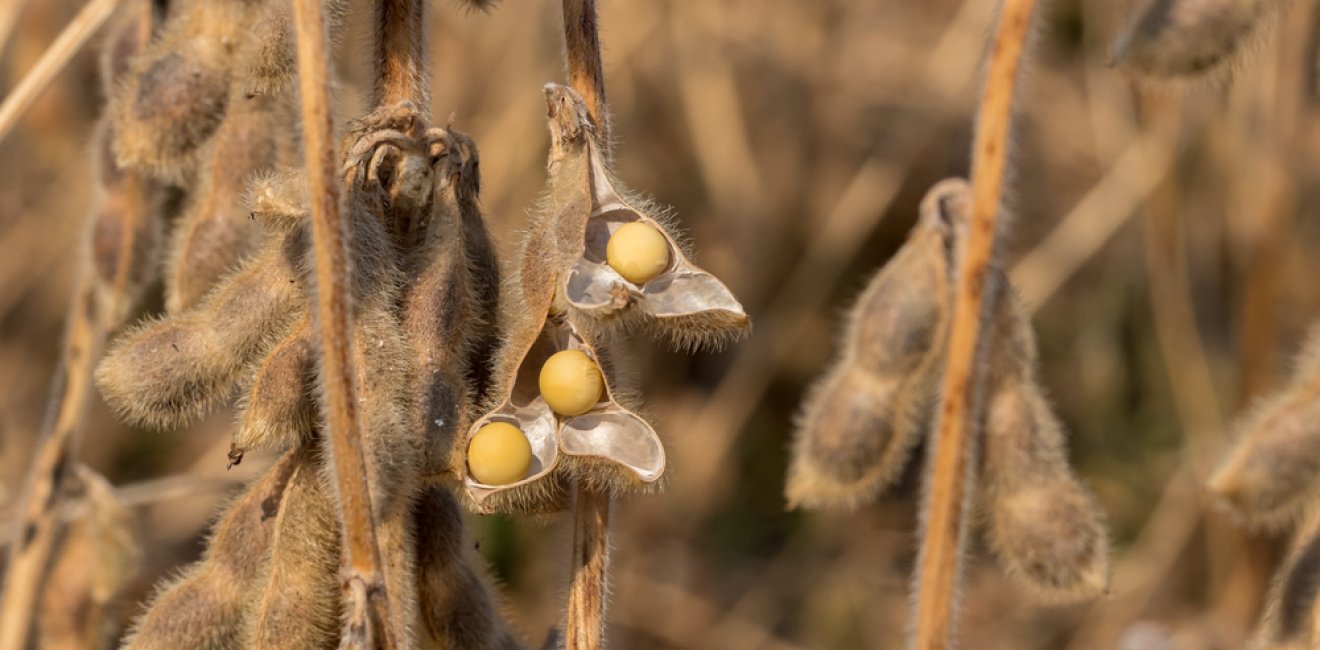  Soy beans drought