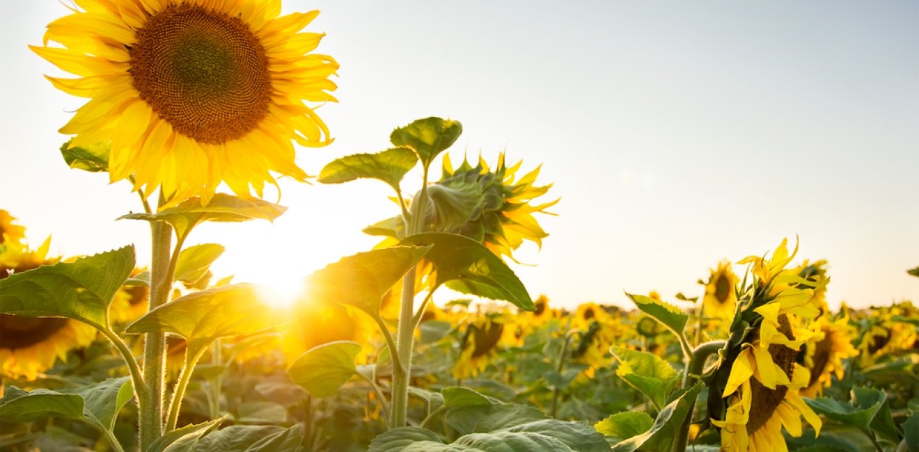 Artistic photograph of sunflowers