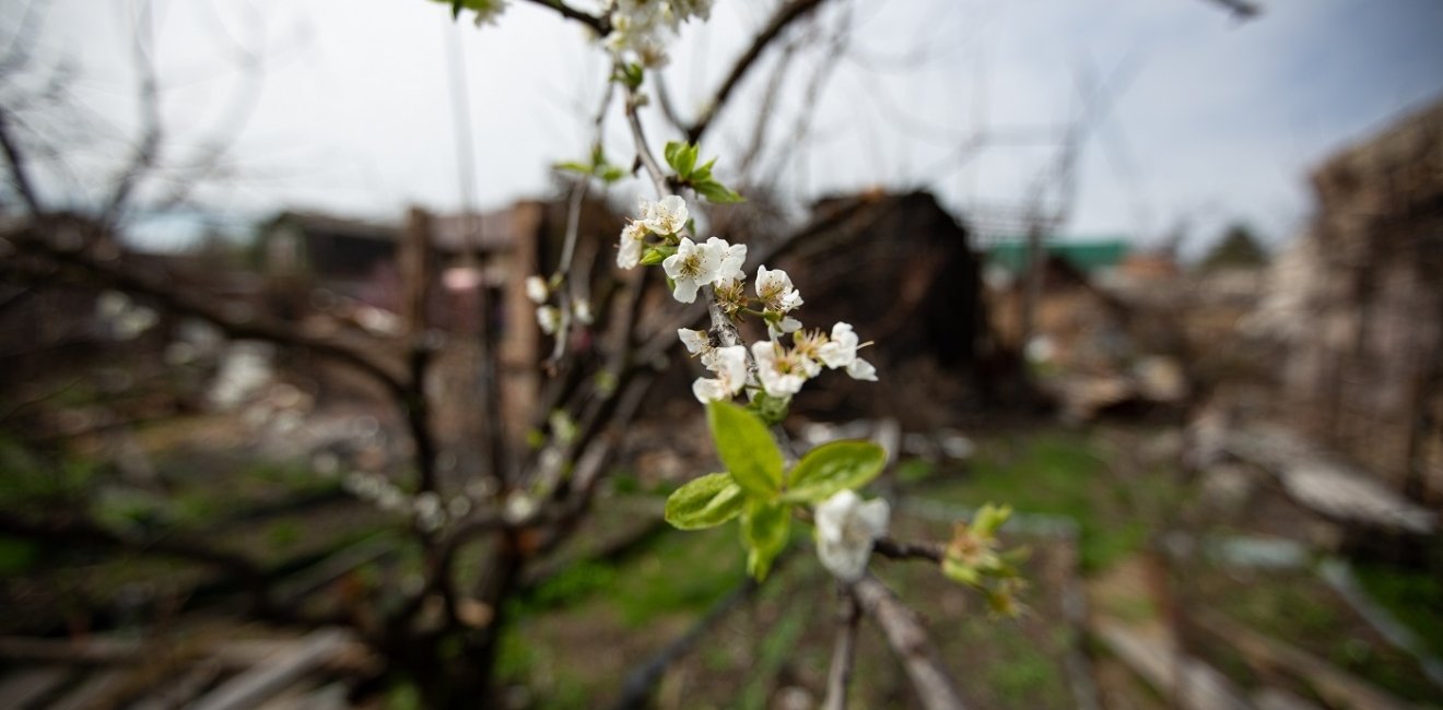 Blossoms against the backdrop of a ruined house.