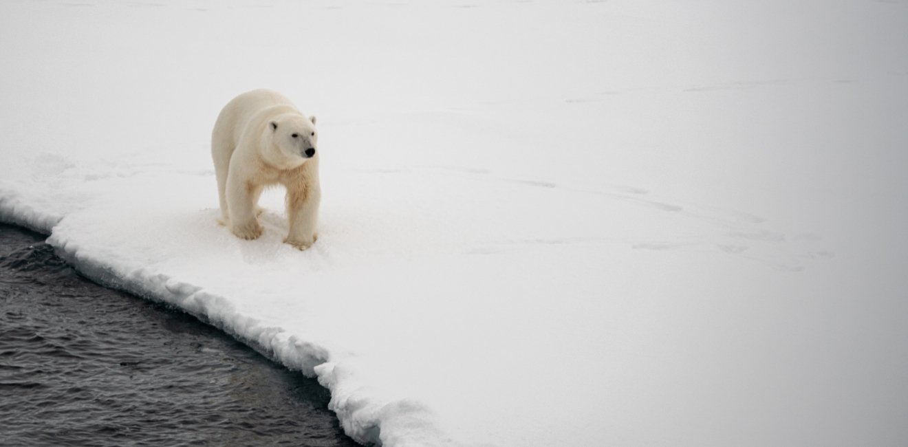 Photo of a polar bear 