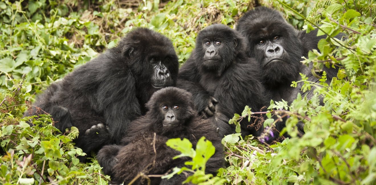 Mountain Gorillas