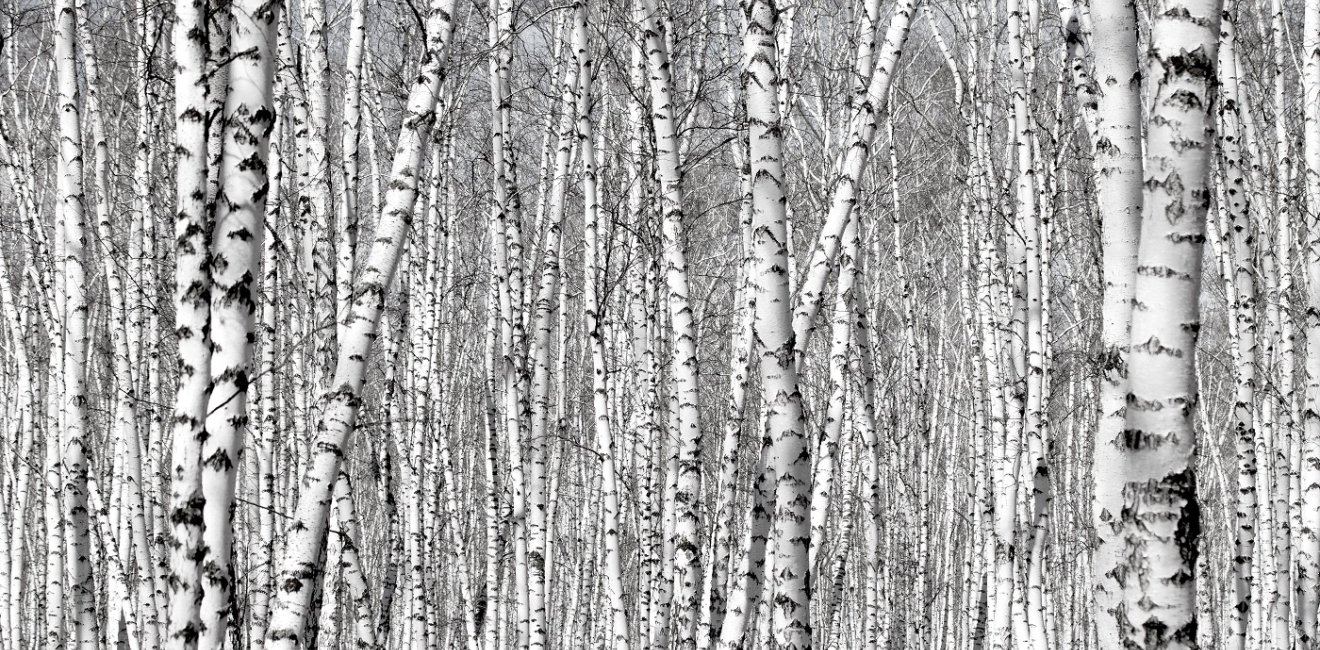 birch forest