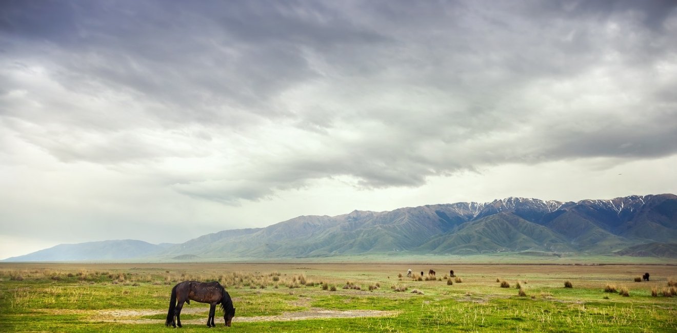 Horse in the mountains at dramatic overcast sky near Alakol lake in Kazakhstan, central Asia