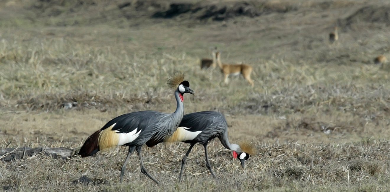 Southern Crowned Crane in Gorongosa National Park