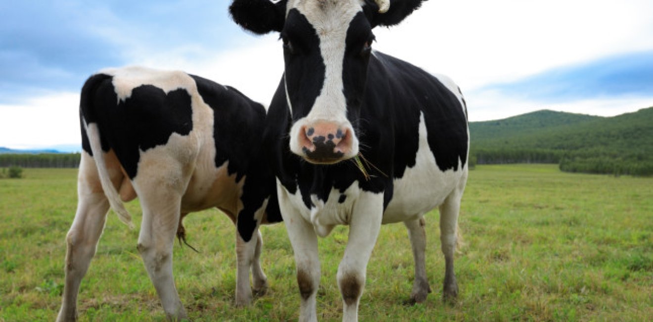 Two Chinese Dairy Cows