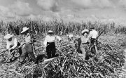 Sugar harvest in Cuba, 1970