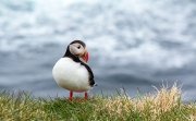 Puffin in Iceland