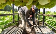 Deep Run, NC – July, 25, 2023: A Mexican H-2A farm worker packs tobacco leaves on a farm in Eastern North Carolina during the harvest in late July.