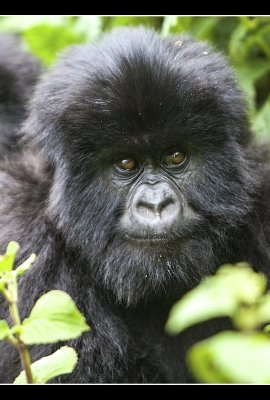 Two mountain gorillas in the forest.