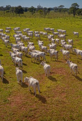 Image - Supply Chain Management for Beef Production/Exports and Deforestation in Brazil