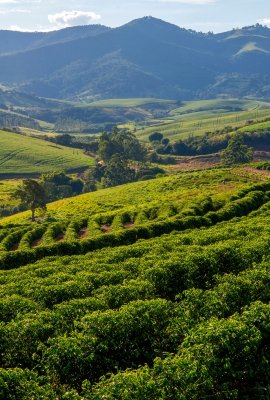 Image - Relatório Final: Diálogo Brasil-EUA sobre Sustentabilidade e Mudanças Climáticas