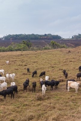 Cows in a field