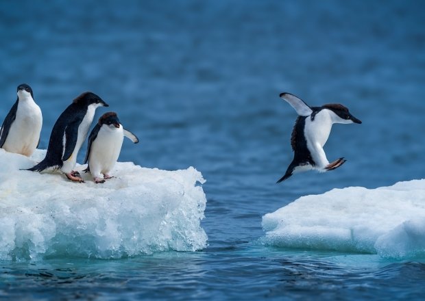 Adelie penguins