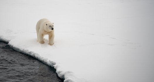 Photo of a polar bear 