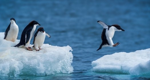 Adelie penguins