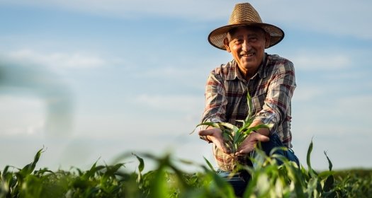 Portrait of senior farmer in corn field looking at camera holding crop in hands at sunset.